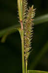 Eastern rough sedge